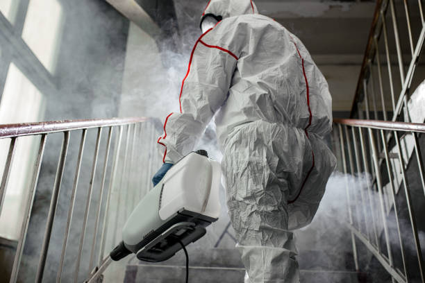 Trusted Truckee, CA Mold Removal Experts